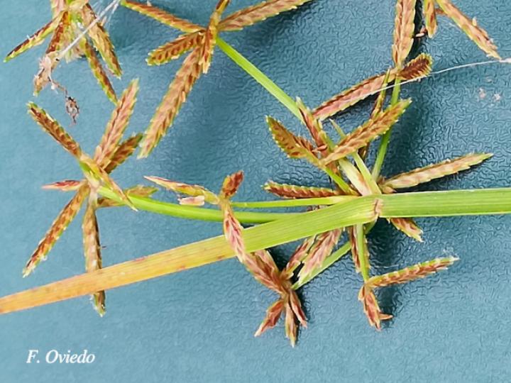 Cyperus haspan (Papiro enano)