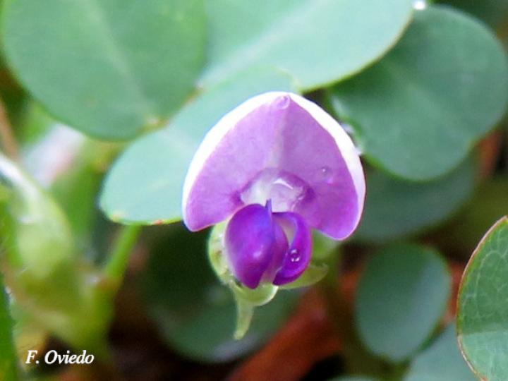 Desmodium triflorum (Pega-pega)