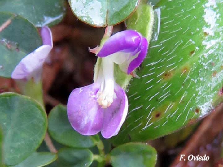 Desmodium triflorum (Pega-pega)