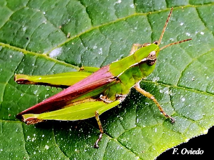 Dichromorpha sp