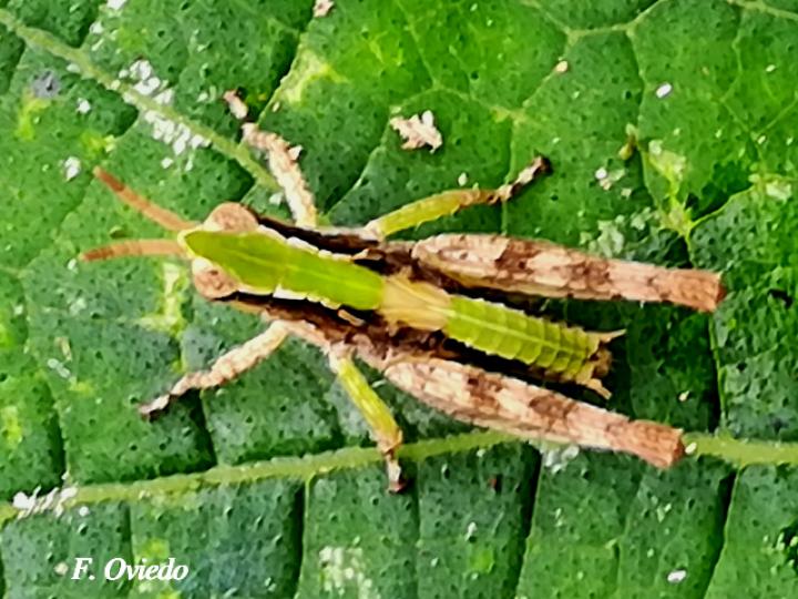 Dichromorpha sp
