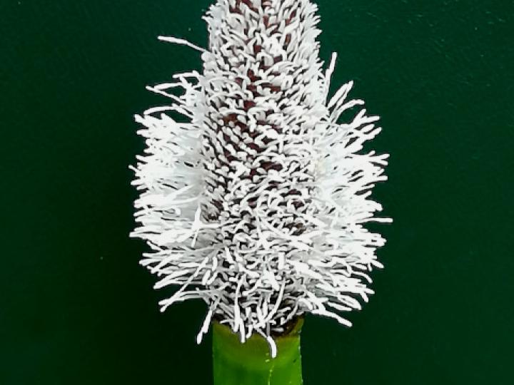 Eleocharis elegans (Junquillo)