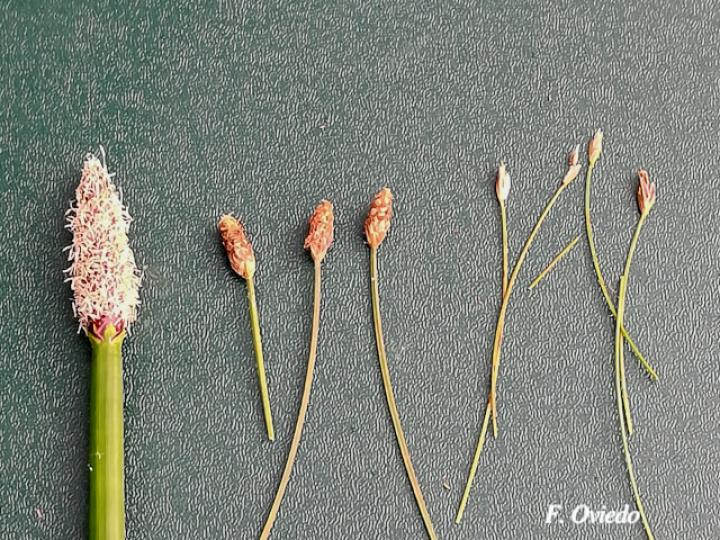 Eleochasis elegans, E. sellowiana y E. retroflexa.