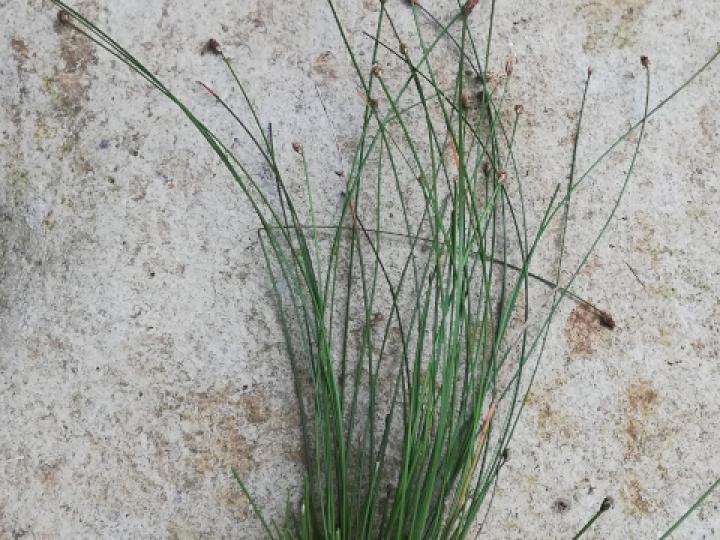 Eleochasis sellowiana (Junco)