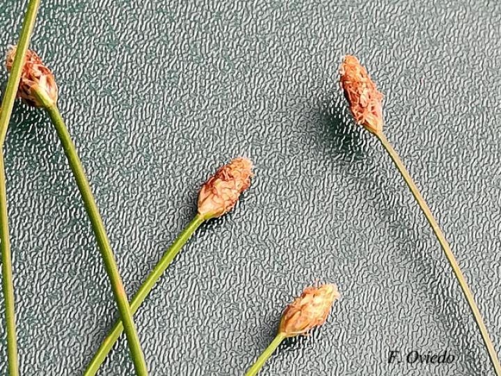 Eleochasis sellowiana (Junco)