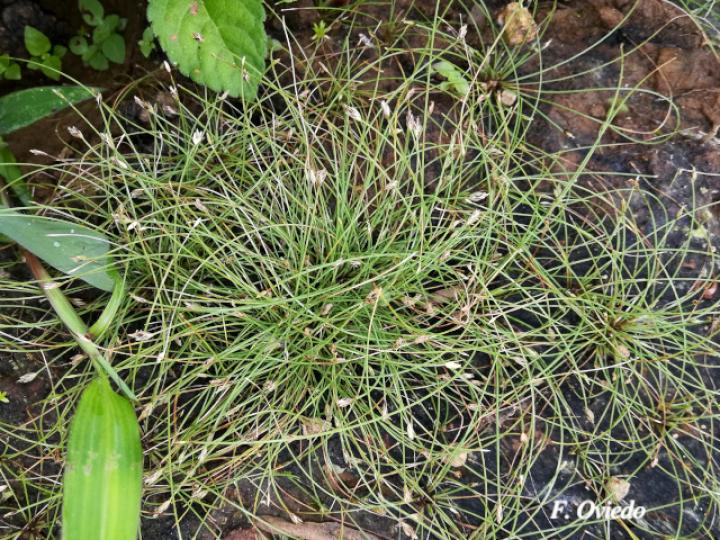 Eleochasis retroflexa