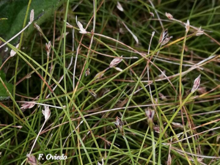 Eleochasis retroflexa