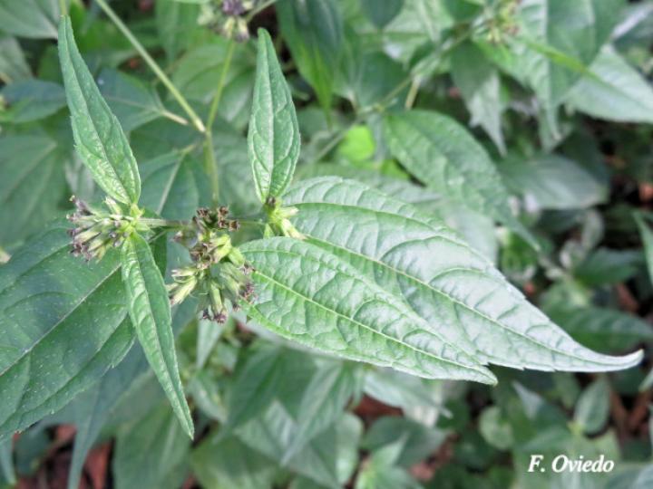 Garcilassa rivularis