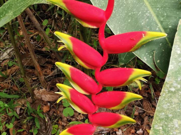 Heliconia rostrata