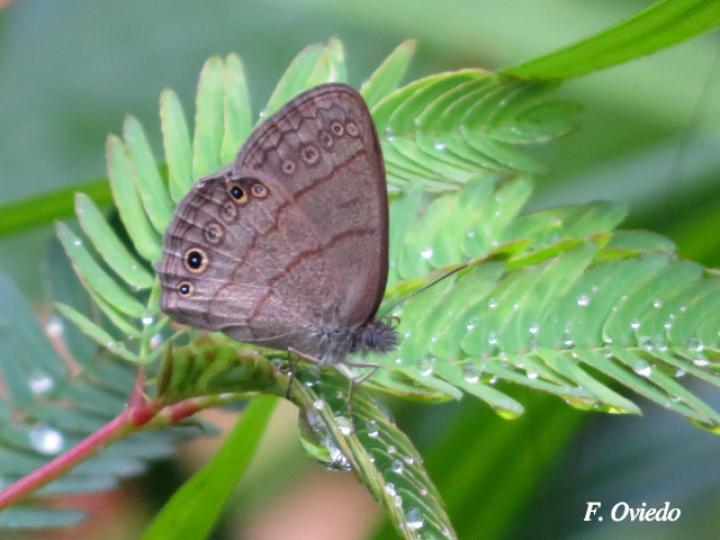 Hermeuptychia hermes (Sátira de Hermes)