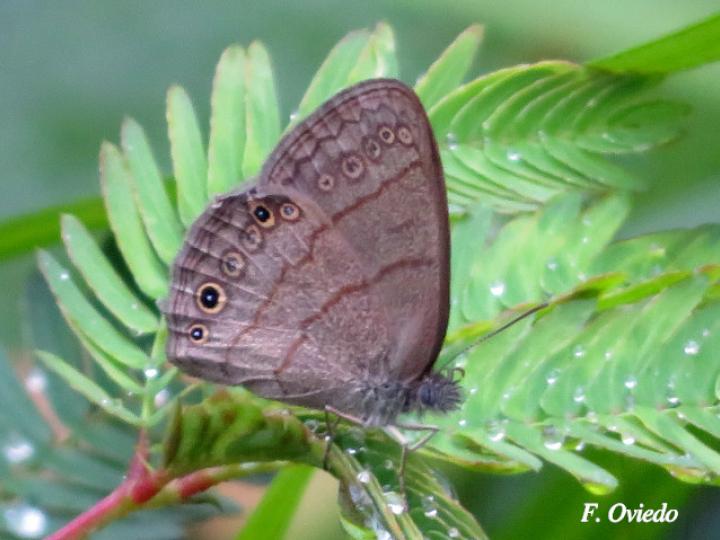 Hermeuptychia hermes (Sátira de Hermes)