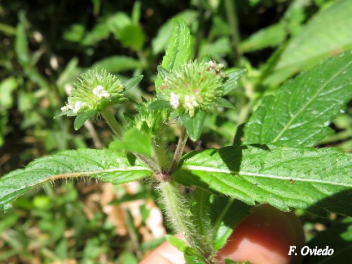 Hyptis vilis