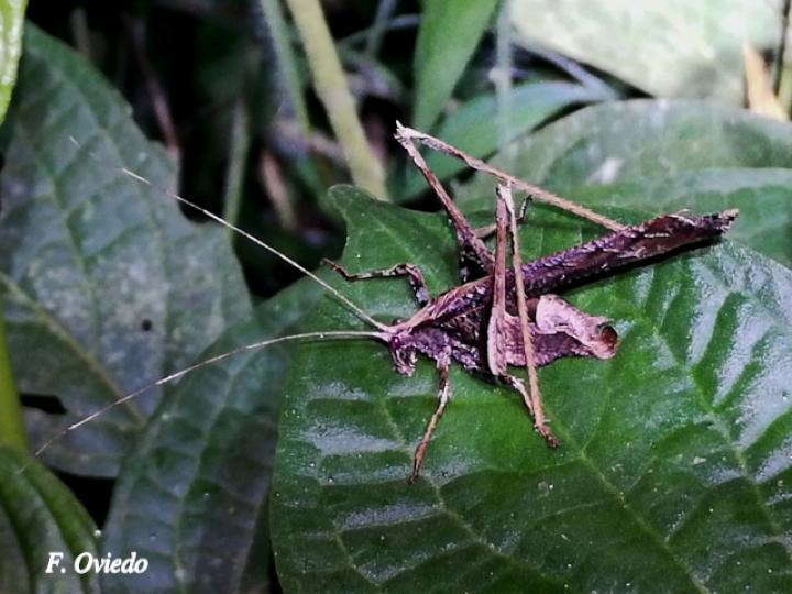 Insara bolivari (Adulto)