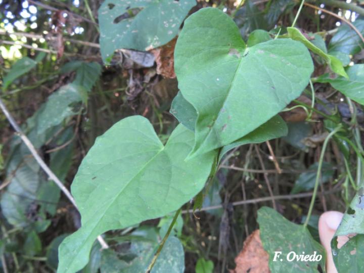 Ipomoea Batatas Ecos Del Bosque 8713