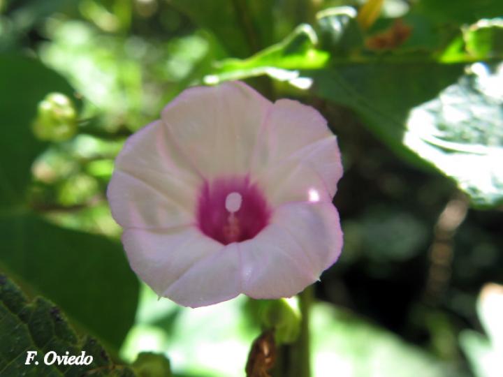 Ipomoea ramosissima (Churristate)