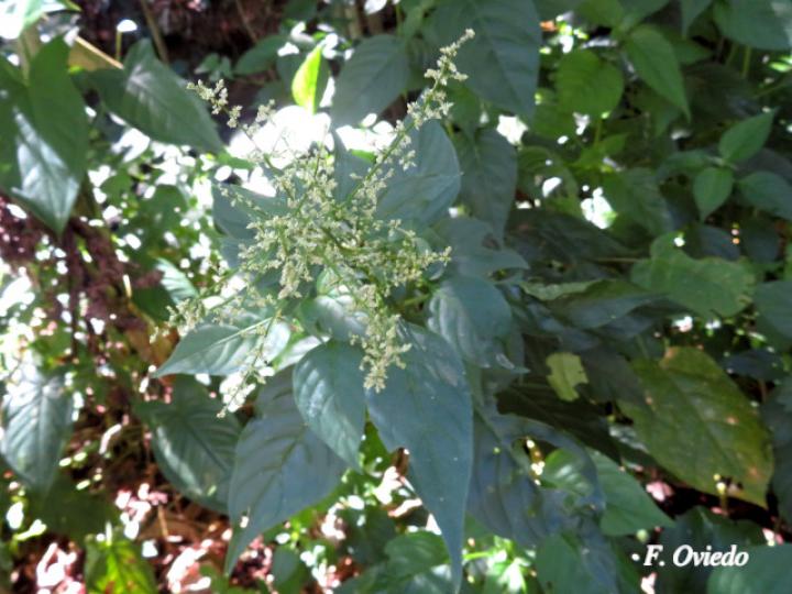 Iresine diffusa (Pluma, Camarón)