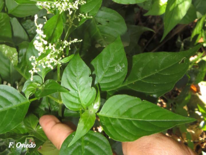 Iresine diffusa (Pluma, Camarón)