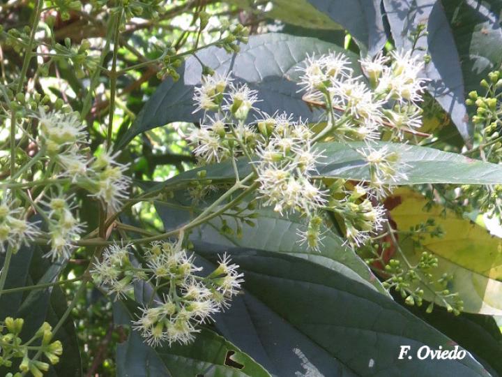 Koanophyllon hylonomum