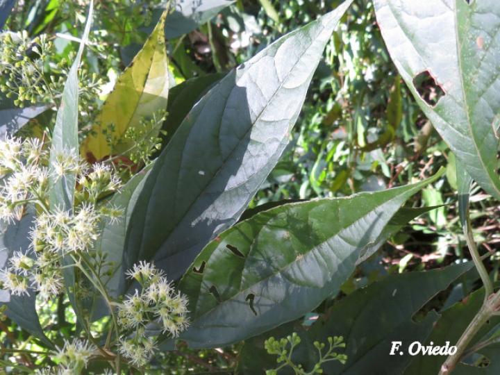 Koanophyllon hylonomum