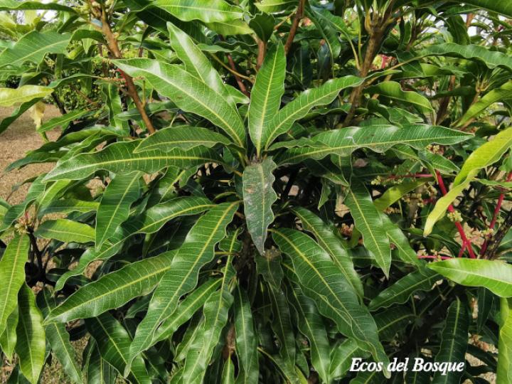 Mangifera indica (Mango)