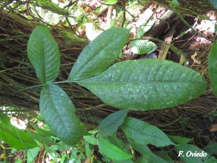 Mickelia nicotianifolia Mickelia nicotianifolia