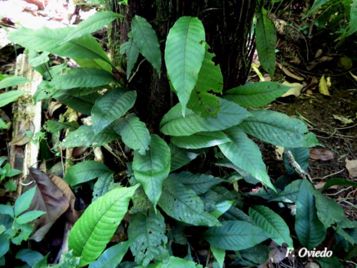 Mickelia nicotianifolia Mickelia nicotianifolia