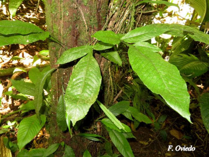 Mickelia nicotianifolia