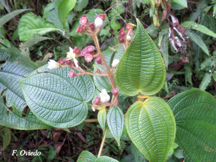 Miconia benthamiana