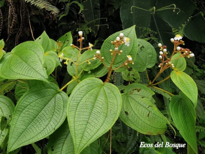 Miconia benthamiana