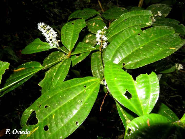 Miconia gracilis