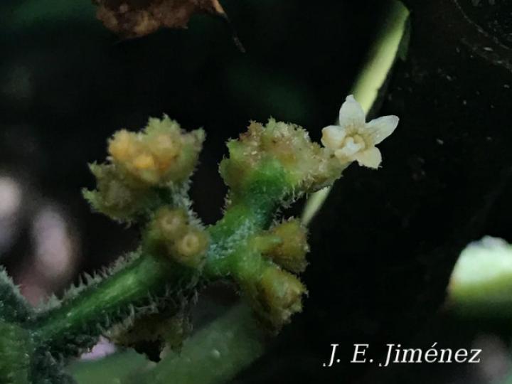 Notopleura capacifolia