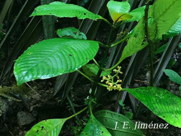 Notopleura capacifolia