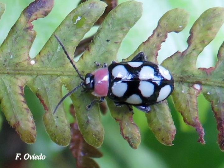 Omophoita aequinoctialis (Escarabajo pulga)