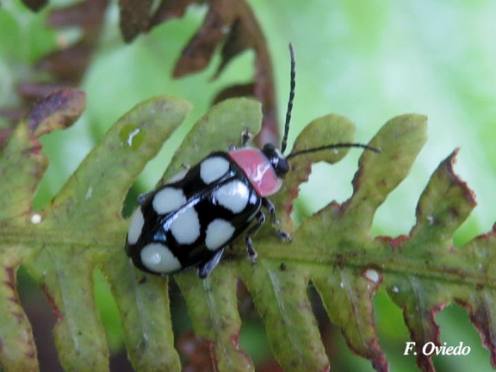 Omophoita aequinoctialis (Escarabajo pulga)