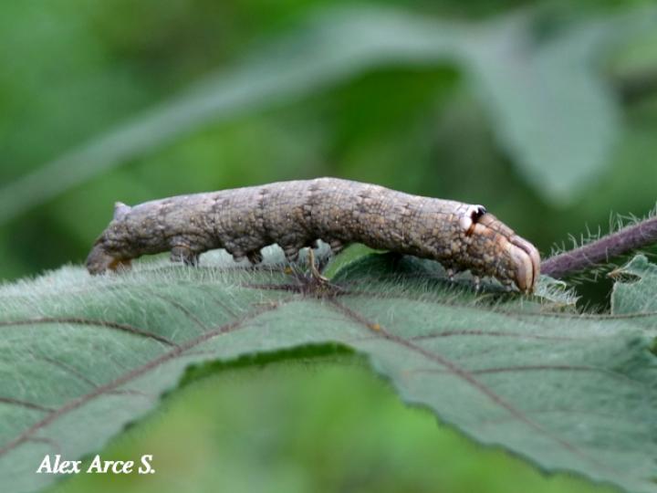 Pachylia ficus (Esfinge de la higuera) Larva