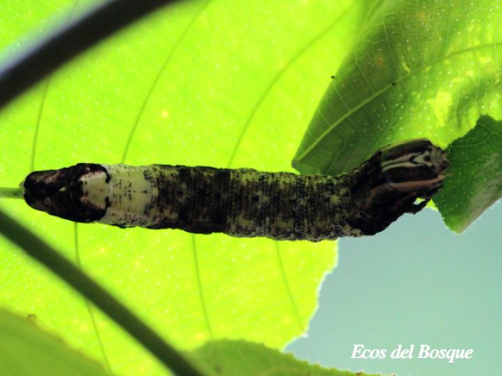 Pachylia ficus (Esfinge de la higuera) Larva