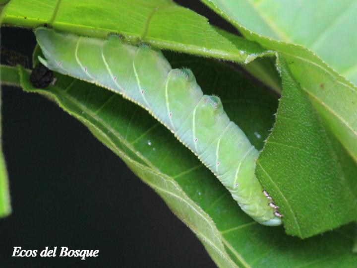 Pachylia ficus (Esfinge de la higuera) Larva
