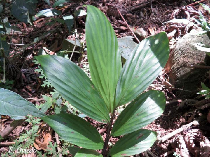 Pharus latifolius (Yerba de hierro)