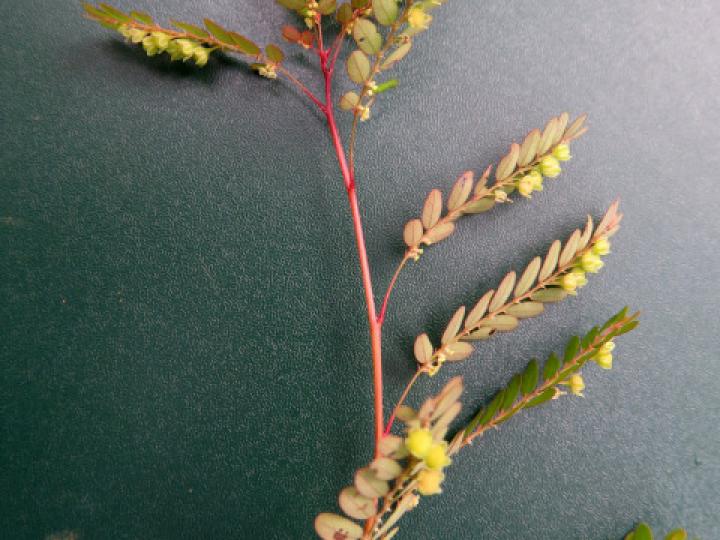 Phyllanthus stipulatus