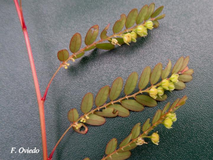 Phyllanthus stipulatus