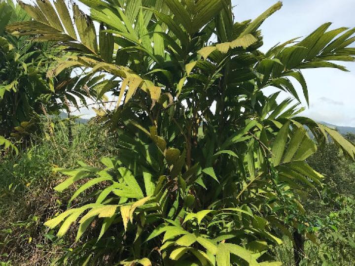 Pinanga kuhlii (Pinanga)