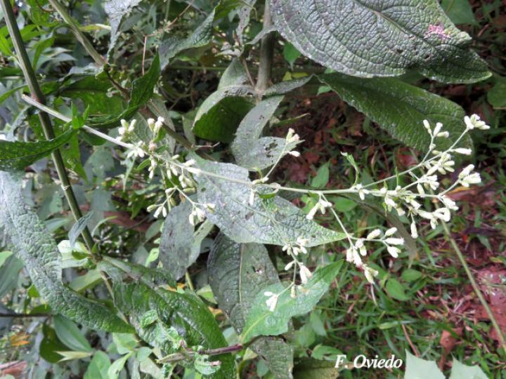 Polyanthina nemorosa