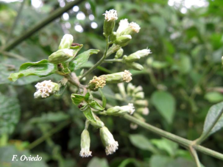 Polyanthina nemorosa