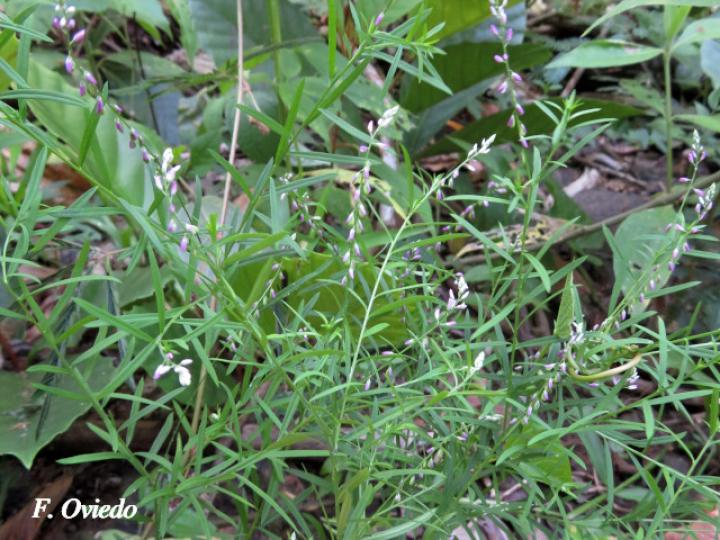 Polygala paniculata (Cofalillo)