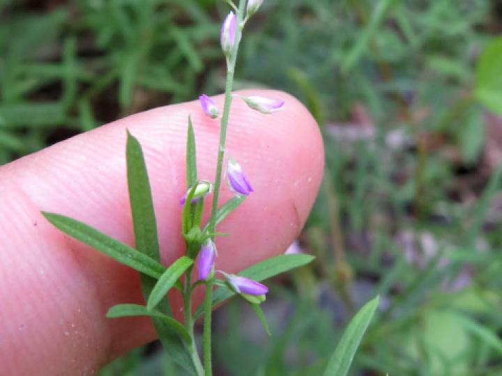 Polygala paniculata (Cofalillo)