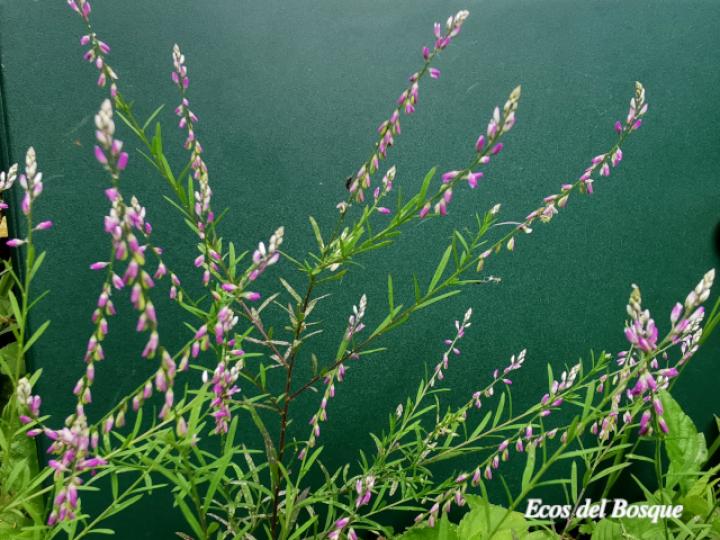 Polygala paniculata (Cofalillo)