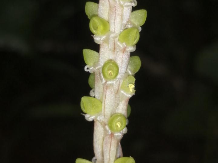 Prescottia stachyodes