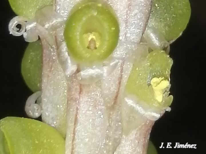 Prescottia stachyodes