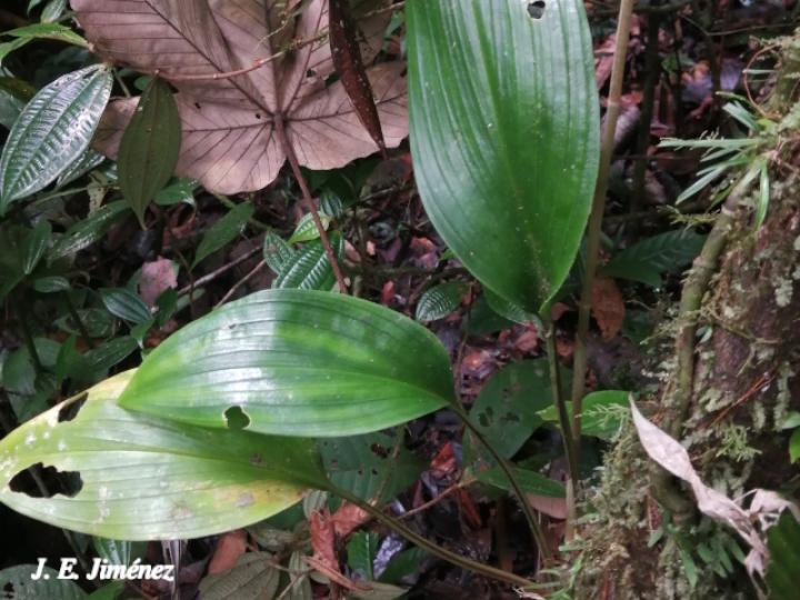 Prescottia stachyodes