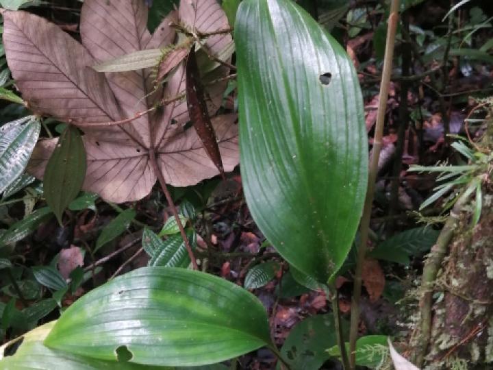 Prescottia stachyodes